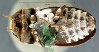 Media type: image;   Entomology 6862 Aspect: habitus ventral view